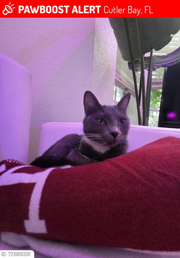 Lost Female Cat last seen New Publix old Cutler , Cutler Bay, FL 33189
