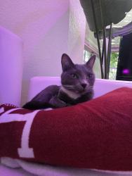 Lost Female Cat last seen New Publix old Cutler , Cutler Bay, FL 33189