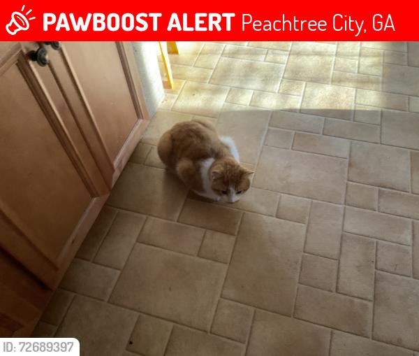 Lost Male Cat last seen Ser ridge, Peachtree City, GA 30269