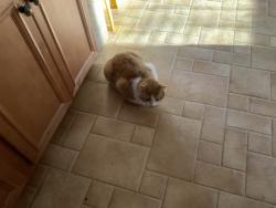 Lost Male Cat last seen Ser ridge, Peachtree City, GA 30269