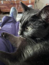 Lost Male Cat last seen Maysville Rd, Fort Wayne, IN 46815
