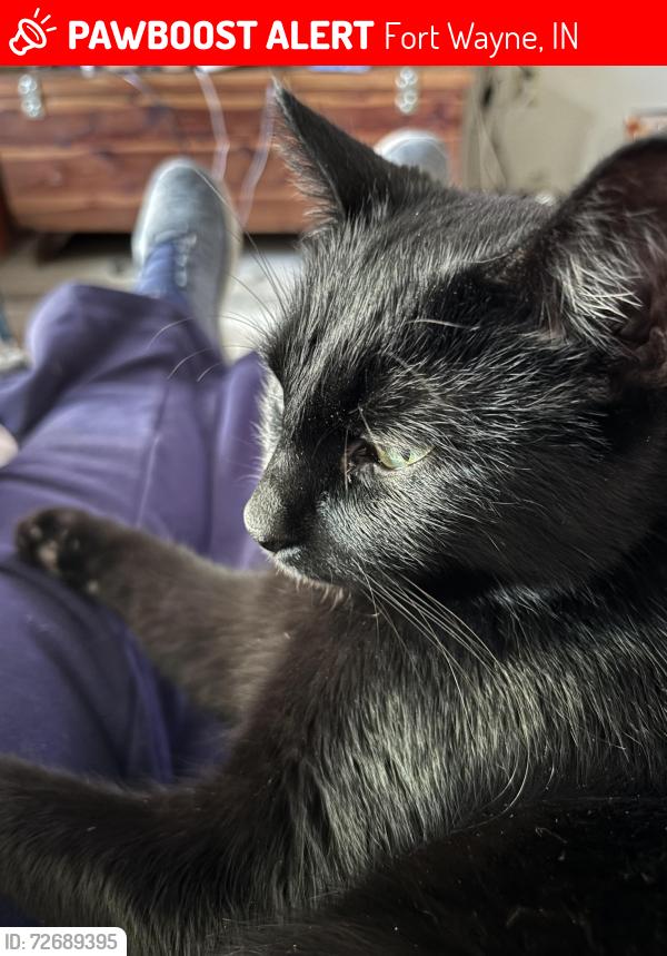 Lost Male Cat last seen Maysville Rd, Fort Wayne, IN 46815