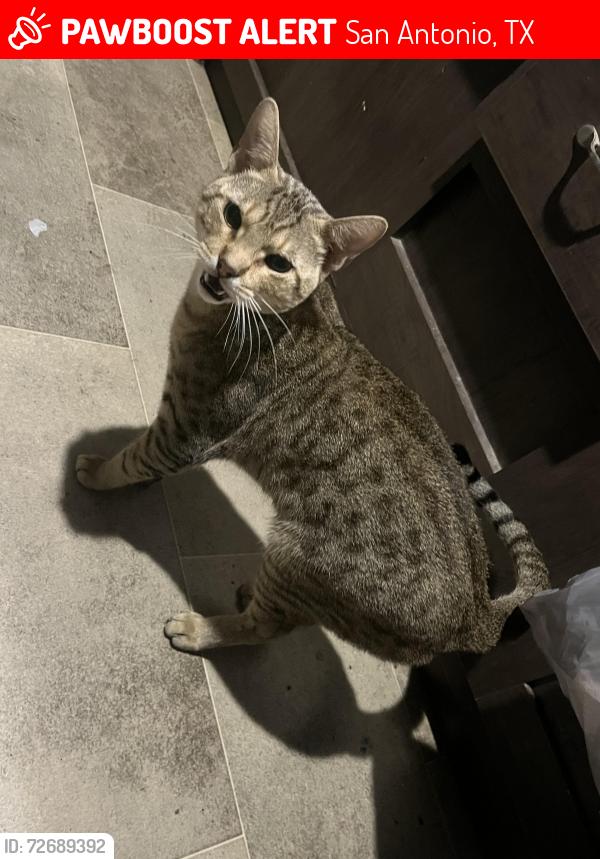 Lost Male Cat last seen Randolph blvd and goforth drive, San Antonio, TX 78233