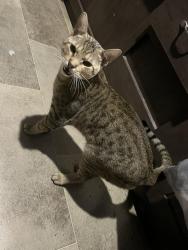 Lost Male Cat last seen Randolph blvd and goforth drive, San Antonio, TX 78233