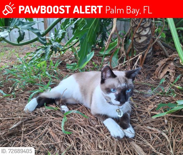 Lost Male Cat last seen Charles Boulevard and Babcock , Palm Bay, FL 32907