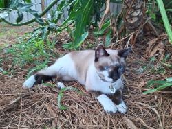 Lost Male Cat last seen Charles Boulevard and Babcock , Palm Bay, FL 32907