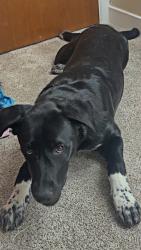 Lost Male Dog last seen Near Warren dr, Denver, CO 80221