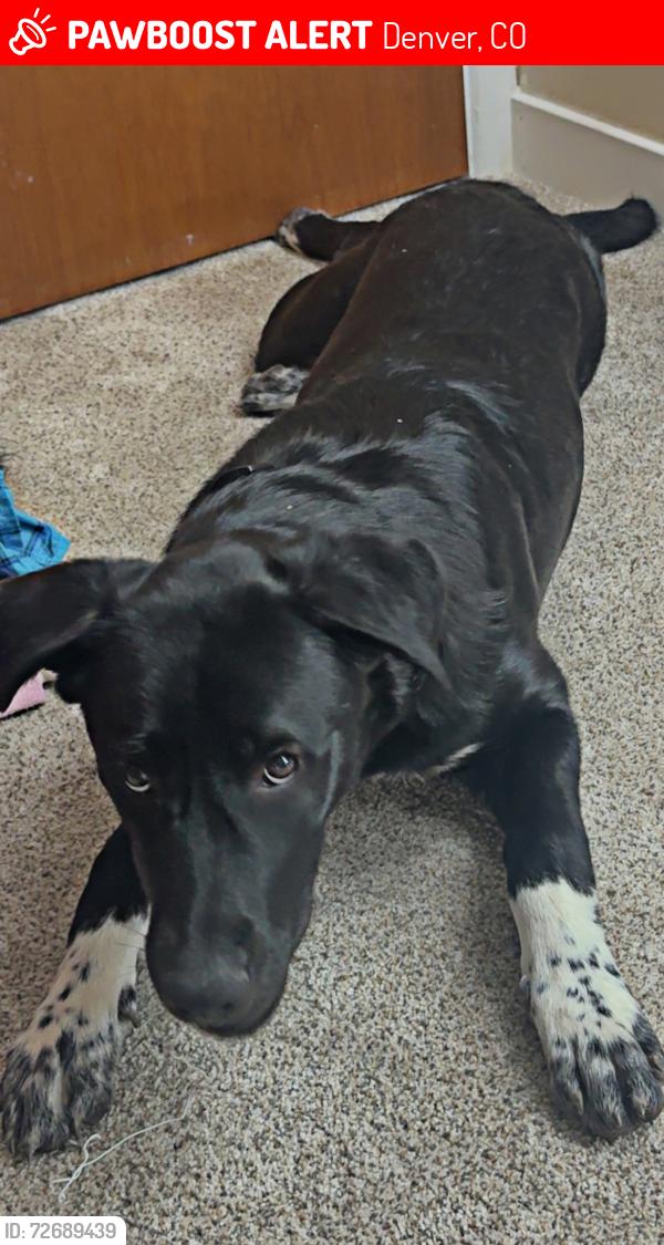 Lost Male Dog last seen Near Warren dr, Denver, CO 80221
