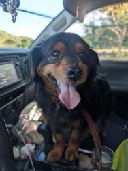 Found/Stray Male Dog last seen Los Angeles Ave and Spring St intersection near the McDonalds, Moorpark, CA 93021