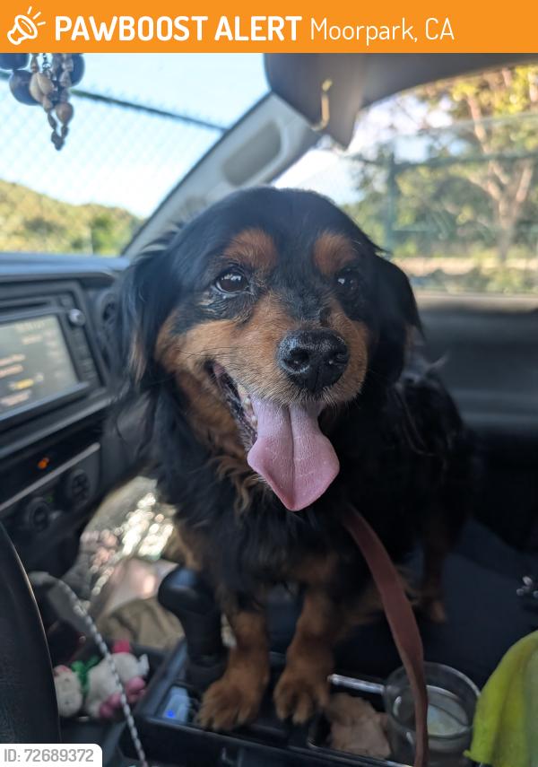 Found/Stray Male Dog last seen Los Angeles Ave and Spring St intersection near the McDonalds, Moorpark, CA 93021