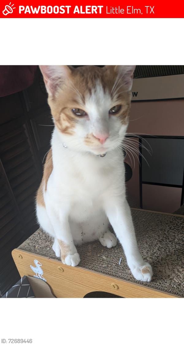 Lost Male Cat last seen Little Elm High School, Little Elm, TX 75068