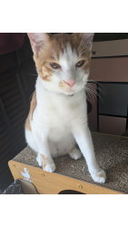 Lost Male Cat last seen Little Elm High School, Little Elm, TX 75068