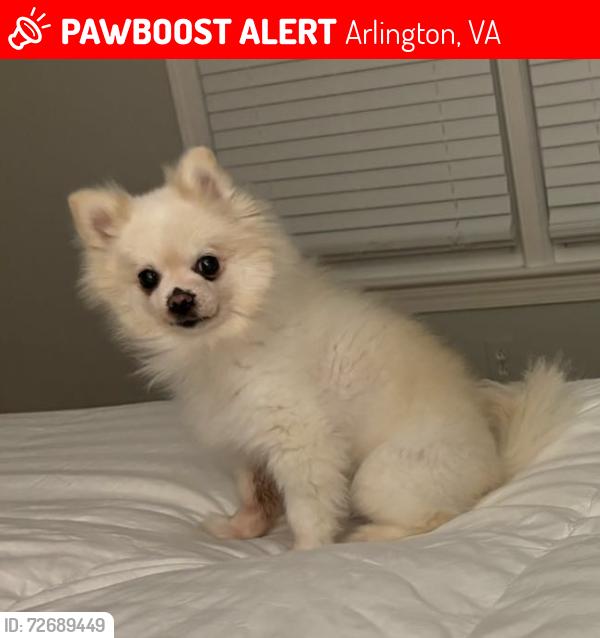 Lost Female Dog last seen Near N Valley Street, Arlington VA 22207, Arlington, VA 22207