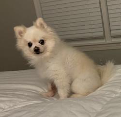Lost Female Dog last seen Near N Valley Street, Arlington VA 22207, Arlington, VA 22207