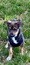 Lost Male Dog last seen ????, Miami, FL 33131