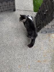 Found/Stray Male Cat last seen 92nd ave e , Graham, WA 98338