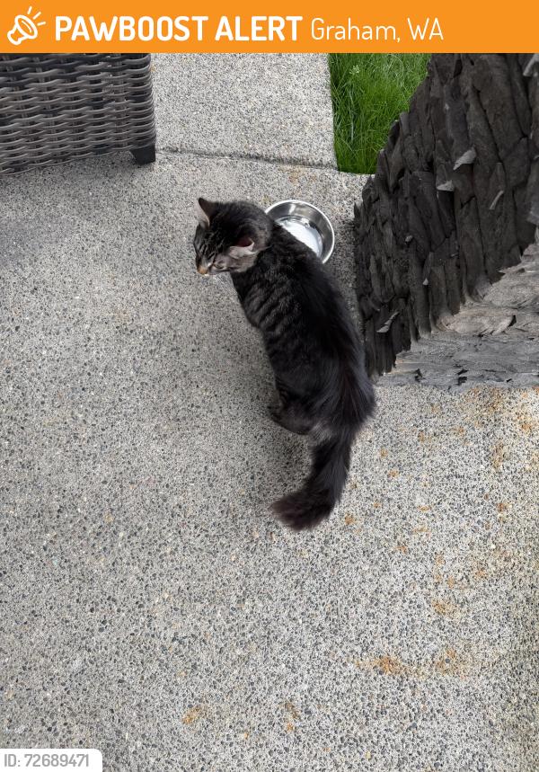 Found/Stray Male Cat last seen 92nd ave e , Graham, WA 98338