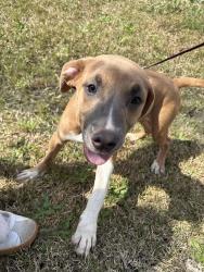 Found/Stray Female Dog last seen Taylor Creek, Greenville, NC 27834