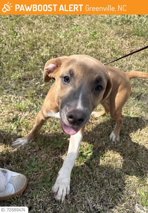 Found/Stray Female Dog last seen Taylor Creek, Greenville, NC 27834