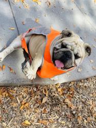 Lost Male Dog last seen Conniffer, Sherrelwood, CO 80221