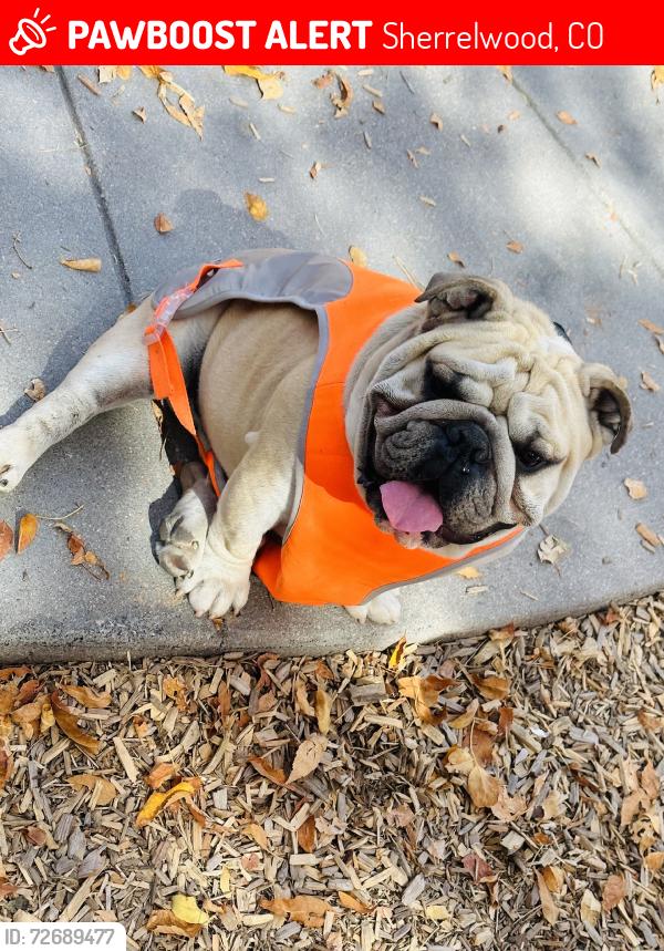 Lost Male Dog last seen Conniffer, Sherrelwood, CO 80221