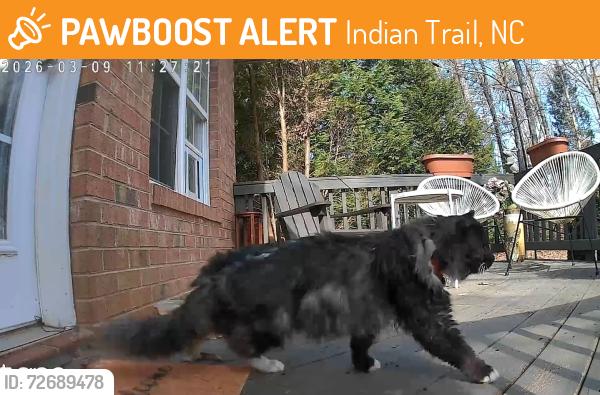 Found/Stray Unknown Cat last seen Brandon Oaks neighborhood, Indian Trail, NC 28079