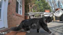 Found/Stray Unknown Cat last seen Brandon Oaks neighborhood, Indian Trail, NC 28079
