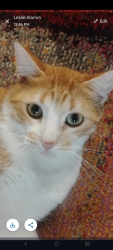 Lost Male Cat last seen 10th St and S Holly Dr, Sioux Falls, SD, Sioux Falls, SD 57105