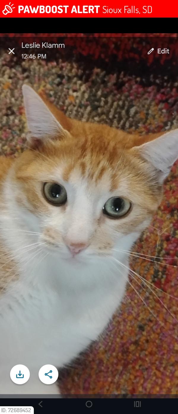 Lost Male Cat last seen 10th St and S Holly Dr, Sioux Falls, SD, Sioux Falls, SD 57105