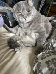 Lost Male Cat last seen Lake Mead / Fiesta, Henderson, NV 89015