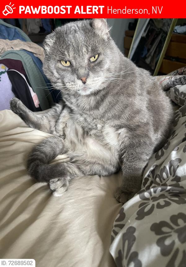 Lost Male Cat last seen Lake Mead / Fiesta, Henderson, NV 89015