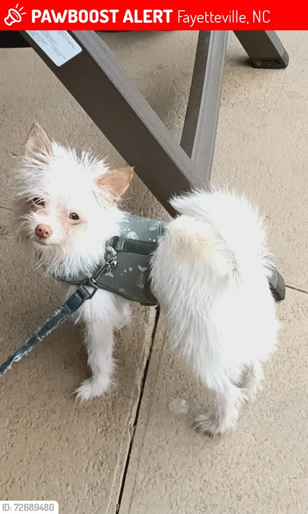 Lost Male Dog last seen Aaron lake area on Paisely Ave , Fayetteville, NC 28304