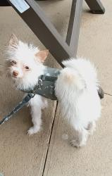 Lost Male Dog last seen Aaron lake area on Paisely Ave , Fayetteville, NC 28304