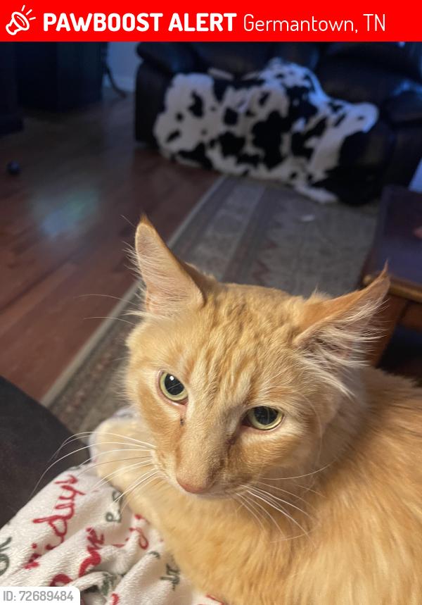 Lost Male Cat last seen Hunters Forest and Fox Creek in Germantown, Tn, Germantown, TN 38138