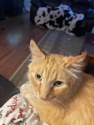 Lost Male Cat last seen Hunters Forest and Fox Creek in Germantown, Tn, Germantown, TN 38138