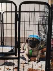 Found/Stray Male Dog last seen 31st Ave and McDowell , Phoenix, AZ 85053