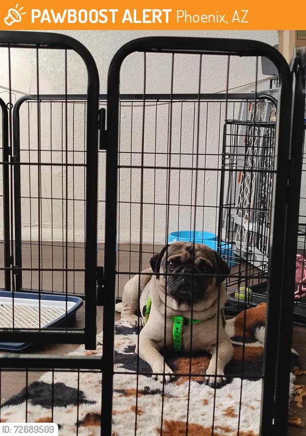 Found/Stray Male Dog last seen 31st Ave and McDowell , Phoenix, AZ 85053