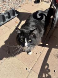 Lost Male Cat last seen Porto St & Chianti Ave , Albuquerque, NM 87121