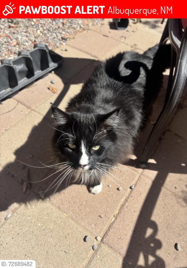 Lost Male Cat last seen Porto St & Chianti Ave , Albuquerque, NM 87121
