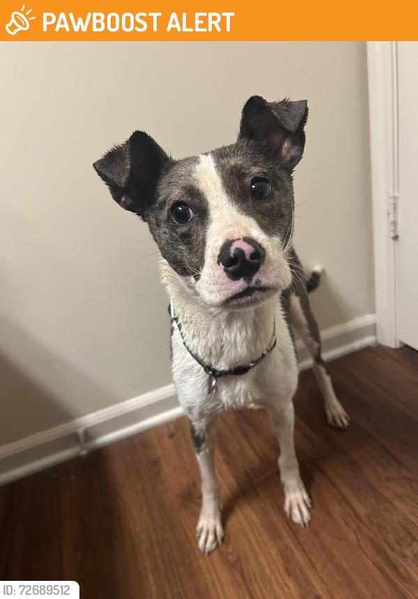 Found/Stray Female Dog last seen near Reidville Rd , Spartanburg County, SC 29301