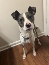Found/Stray Female Dog last seen near Reidville Rd , Spartanburg County, SC 29301