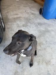 Found/Stray Male Dog last seen s 234th and w pima , Buckeye, AZ 85326