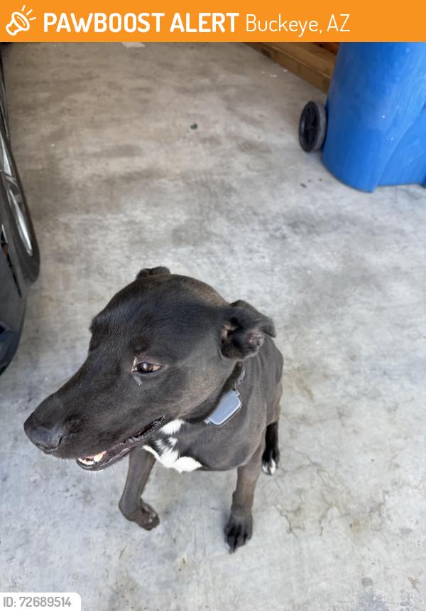 Found/Stray Male Dog last seen s 234th and w pima , Buckeye, AZ 85326