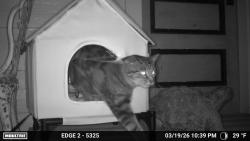 Found/Stray Unknown Cat last seen Averill Park West fall village, Averill Park, NY 12018
