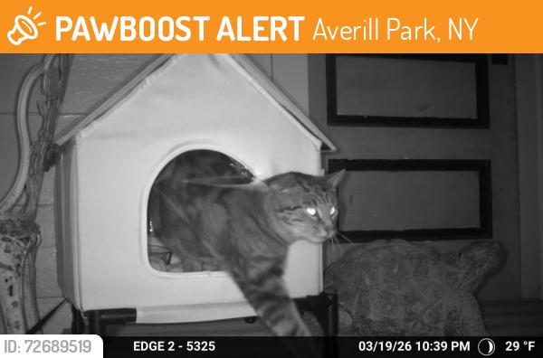 Found/Stray Unknown Cat last seen Averill Park West fall village, Averill Park, NY 12018