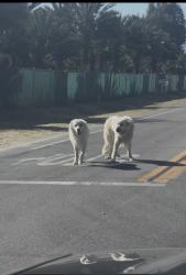Found/Stray Unknown Dog last seen Calhoun St. & Avenue 51, Coaca , Coachella, CA 92201