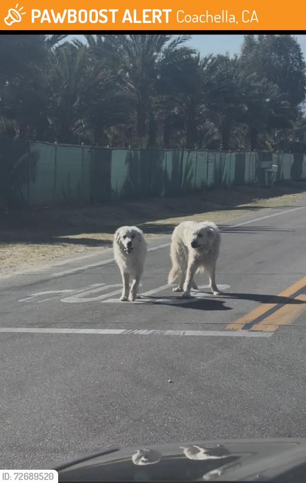 Found/Stray Unknown Dog last seen Calhoun St. & Avenue 51, Coaca , Coachella, CA 92201