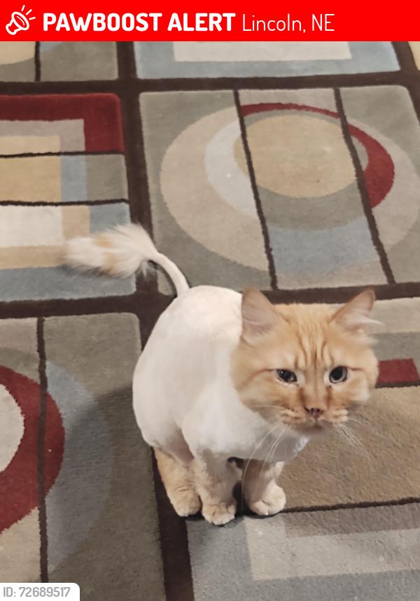 Lost Female Cat last seen Humphrey, Lincoln, NE 68521