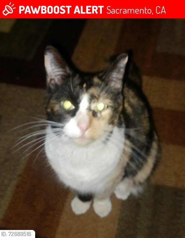 Lost Female Cat last seen Olander Way and Cliffcrest Drive, Sacramento, CA 95828