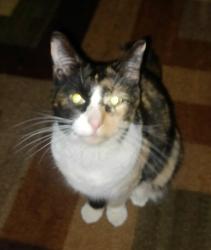 Lost Female Cat last seen Olander Way and Cliffcrest Drive, Sacramento, CA 95828